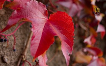 立秋节庆高清风景壁纸