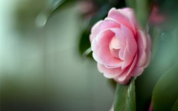 山茶花美丽的花朵高清桌面壁纸