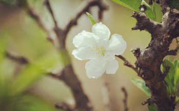 清新唯美的小花桌面壁纸下载