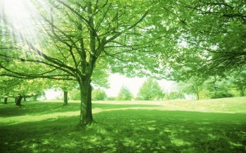 精选护眼绿色风景电脑壁纸下载