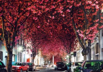 花开烂漫美图风景唯美