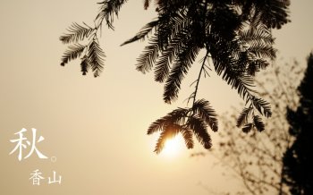 北京香山静宜园秋之红叶壁纸