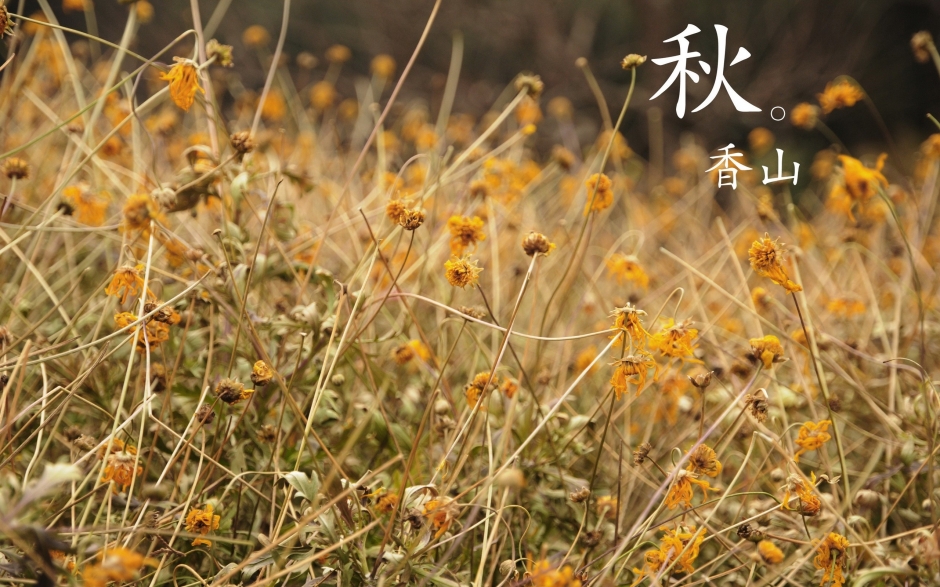 北京香山静宜园秋之红叶壁纸