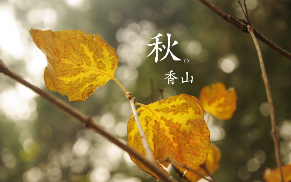 北京香山静宜园秋之红叶壁纸