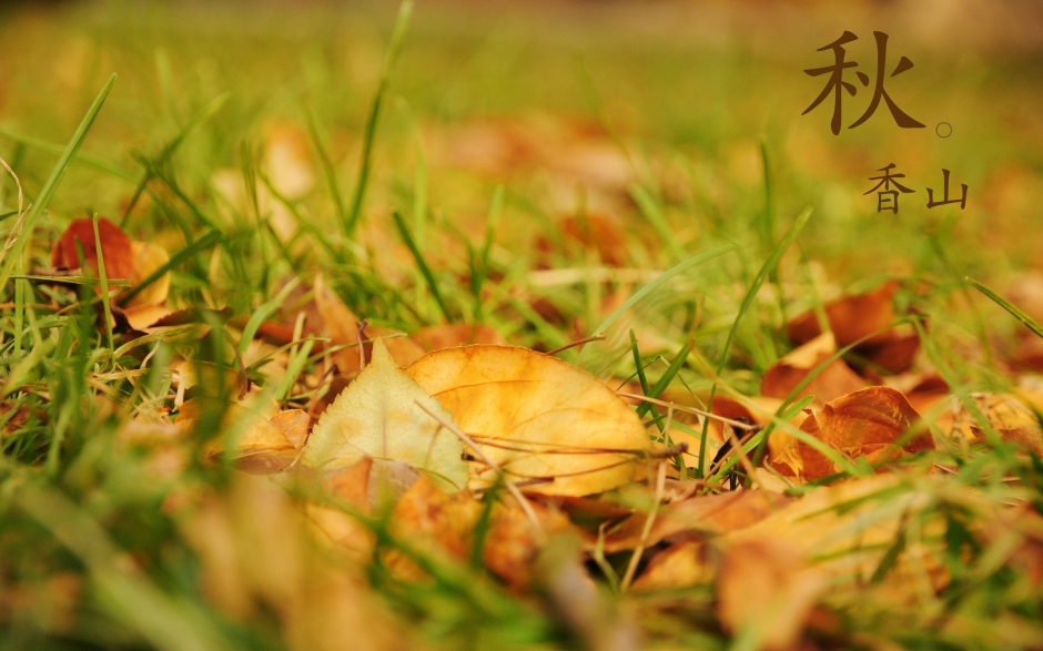 北京香山静宜园秋之红叶壁纸