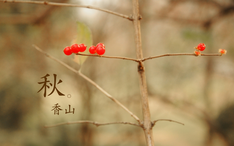 北京香山静宜园秋之红叶壁纸