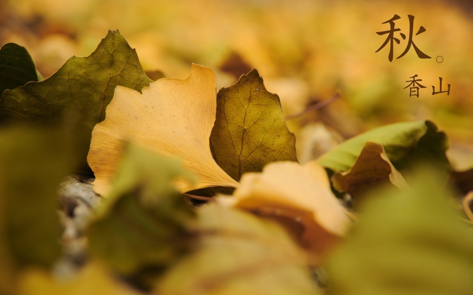 北京香山静宜园秋之红叶壁纸