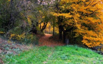 秋季唯美丛林田园风景桌面壁纸图片下载