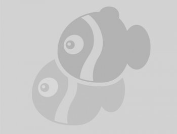 唯美花海图片壁纸桌面