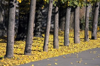 秋季健康道路唯美自然风景图片
