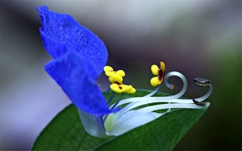 鸭跖草高清电脑桌面壁纸下载1