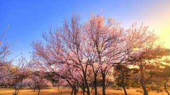精选春天风光美景植物花卉壁纸2下载
