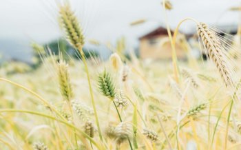 秋天田园小麦唯美高清图片桌面壁纸