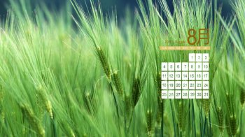 8月份日历桌面壁纸之嫩绿四叶草