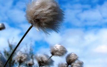 蒲公英图片唯美风景壁纸