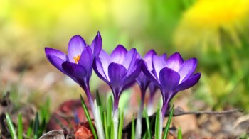 番红花清新自然高清桌面壁纸