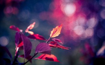 唯美叶子摄影桌面壁纸图片下载7