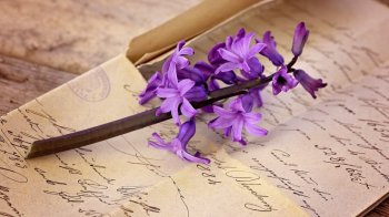 风信子花卉植物图片电脑桌面壁纸高清下载