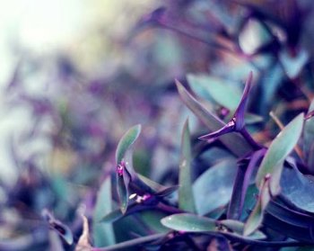 温馨森系lomo风格唯美风景图片