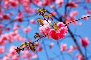 粉色樱花树下美景桌面壁纸下载