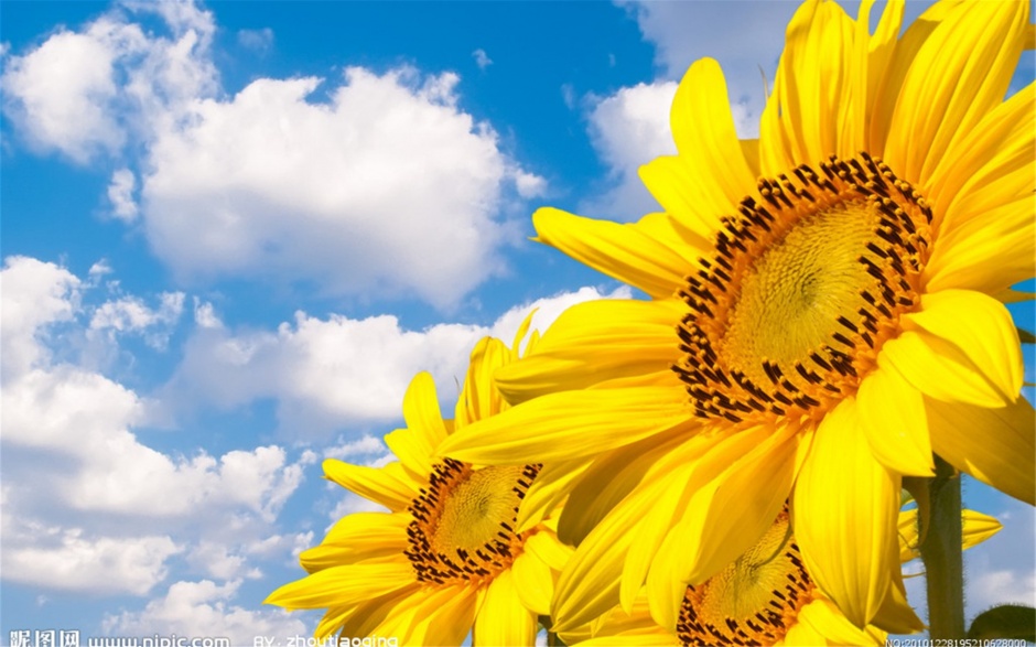 黄色清新植物向日葵win7图片下载