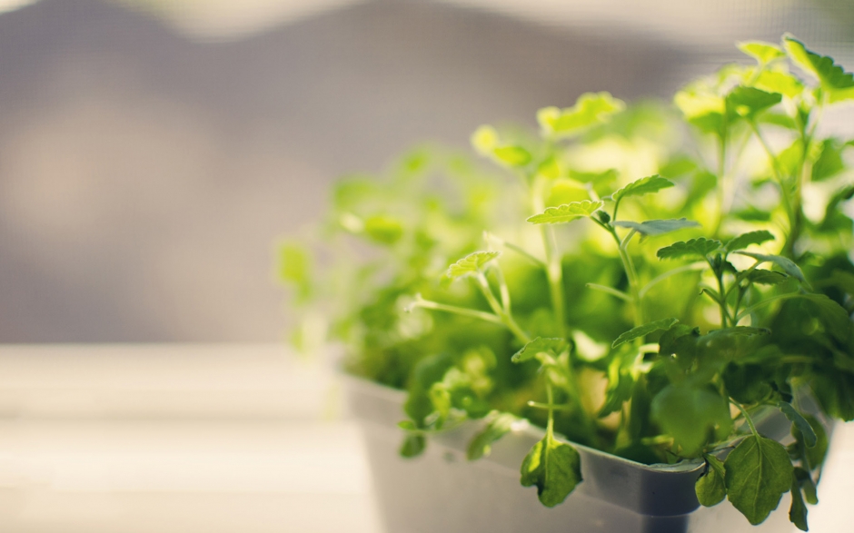 小清新盆栽唯美艺术照高清电脑桌面壁纸