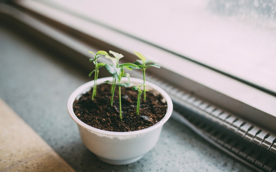 小清新盆栽唯美艺术照高清电脑桌面壁纸