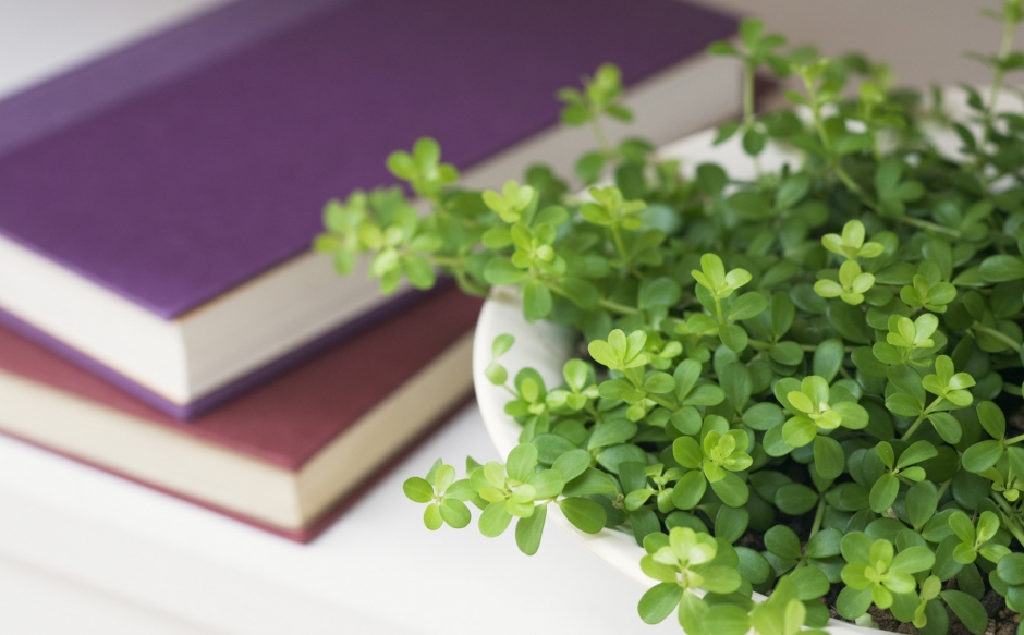 小清新盆栽唯美艺术照高清电脑桌面壁纸