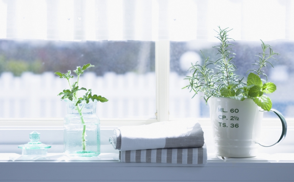 小清新盆栽唯美艺术照高清电脑桌面壁纸