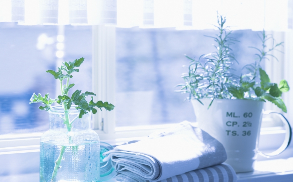 小清新盆栽唯美艺术照高清电脑桌面壁纸