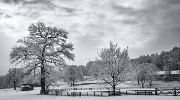 美丽的自然景观雪霜下的植物摄影照片桌面壁纸下载