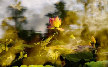 唯美荷花图片风景壁纸高清