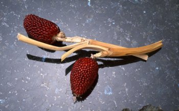 静物时间的岁月印迹桌面壁纸