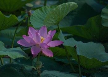 唯美荷花清新池塘图片