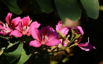 紫荆花图片大全电脑高清壁纸 第一辑