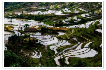 漂亮的田园图画  浙江茗岙梯田