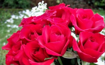 七夕唯美红玫瑰图片桌面壁纸