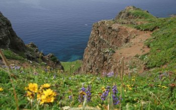 悬崖和花草图片震撼风景
