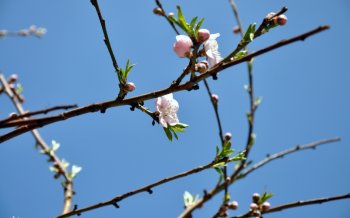 清新自然的春日植物风景桌面壁纸下载