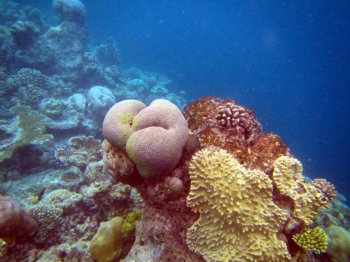 清爽海底世界海星桌面壁纸