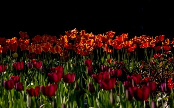 唯美的郁金香摄影高清电脑桌面壁纸下载