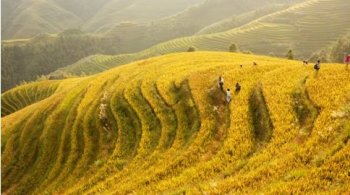 秋天金色麦浪电脑桌面壁纸