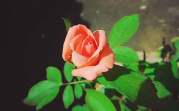 唯美花卉高清壁纸