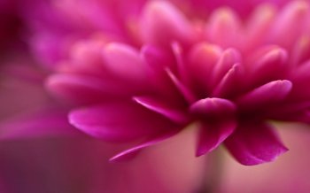 花卉图片绿色护眼风景壁纸桌面