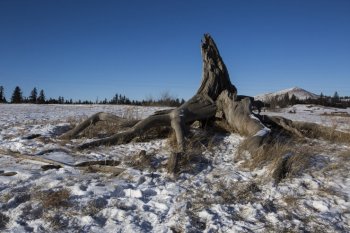 凄美的坝上冬季