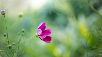 唯美小清新花卉电脑壁纸