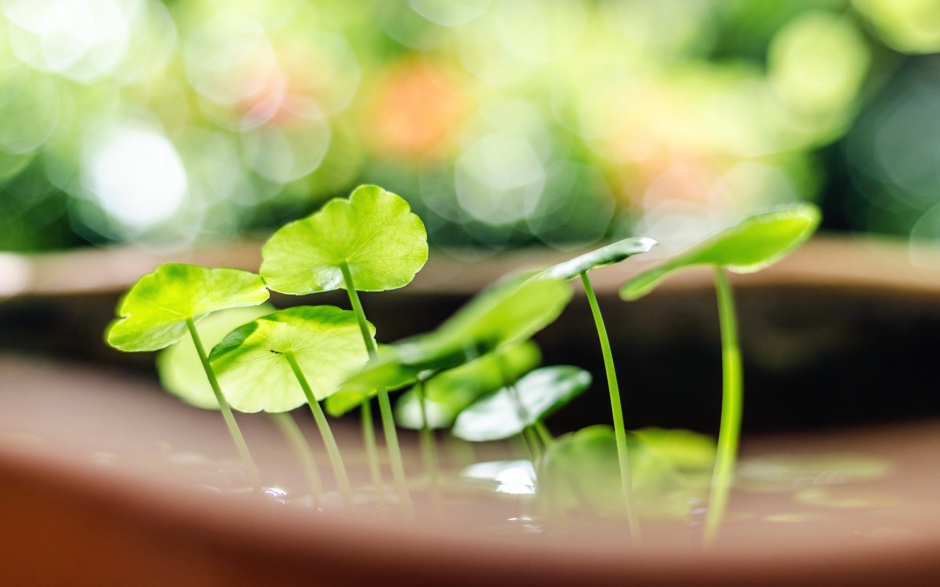 春意盎然好看的风景宽屏图片