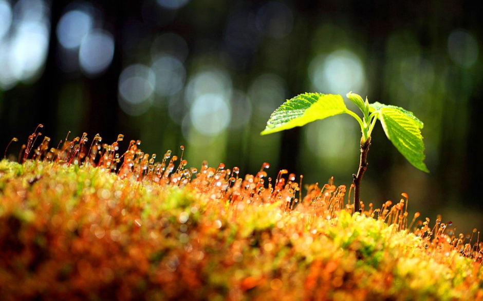 春意盎然好看的风景宽屏图片