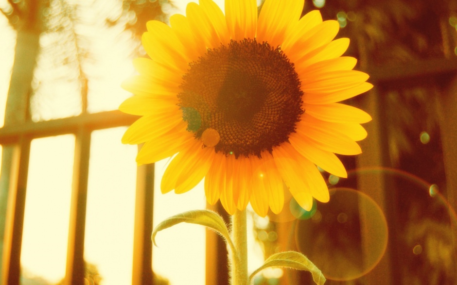 春意盎然好看的风景宽屏图片