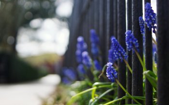 栅栏上盛开的花朵电脑桌面壁纸 第二辑